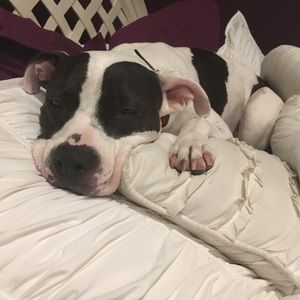 Meet your Posher, Isabella